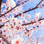 lugares almendros y cerezos en flor