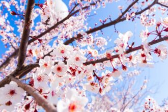lugares almendros y cerezos en flor