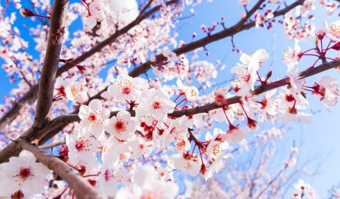 Lugares Almendros Y Cerezos En Flor