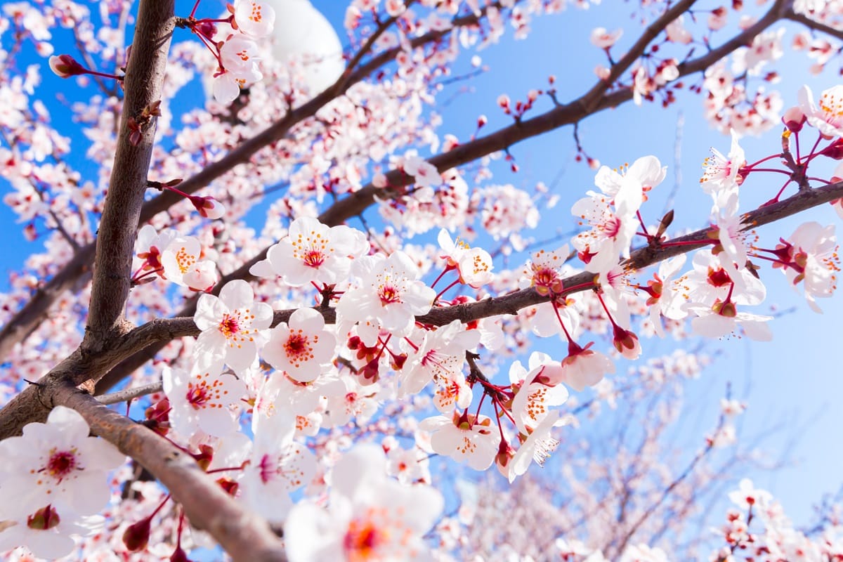 lugares almendros y cerezos en flor