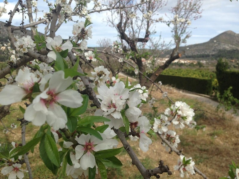 Almendros Y Cerezos En Flor 