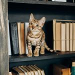 libros gatos