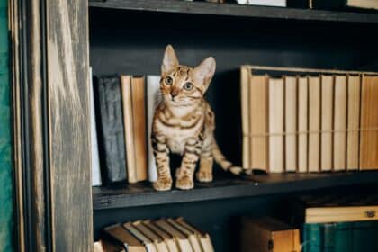 libros gatos