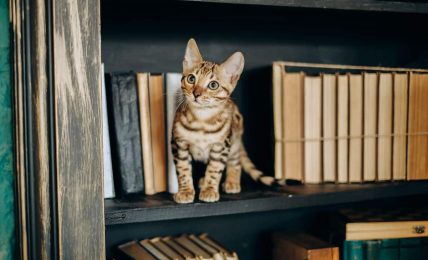libros gatos