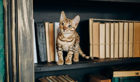 libros gatos