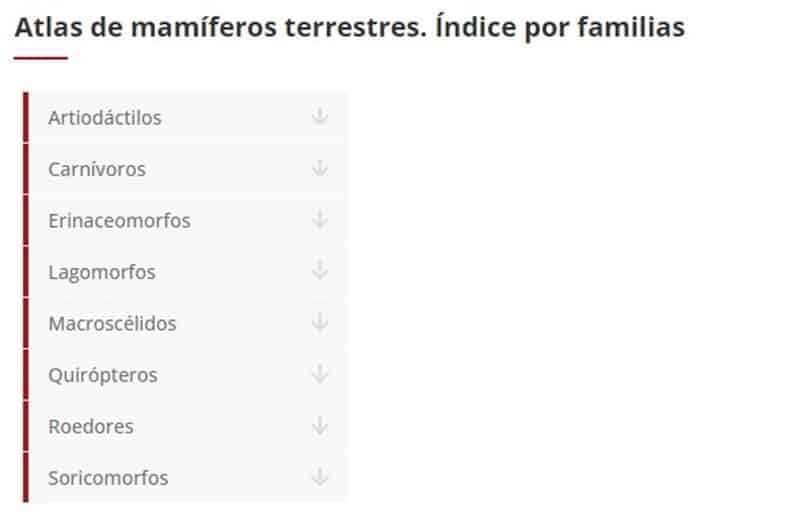animales mamíferos en el aula