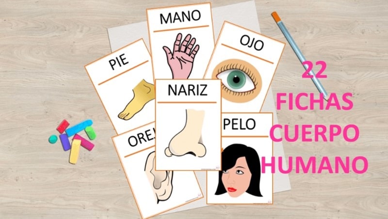 Fichas para trabajar el cuerpo humano