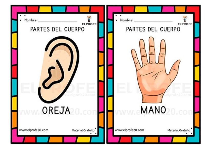 Fichas para trabajar el cuerpo humano