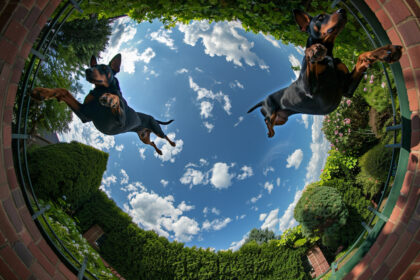 cámaras de acción 360