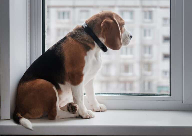primeros días de un perro en casa