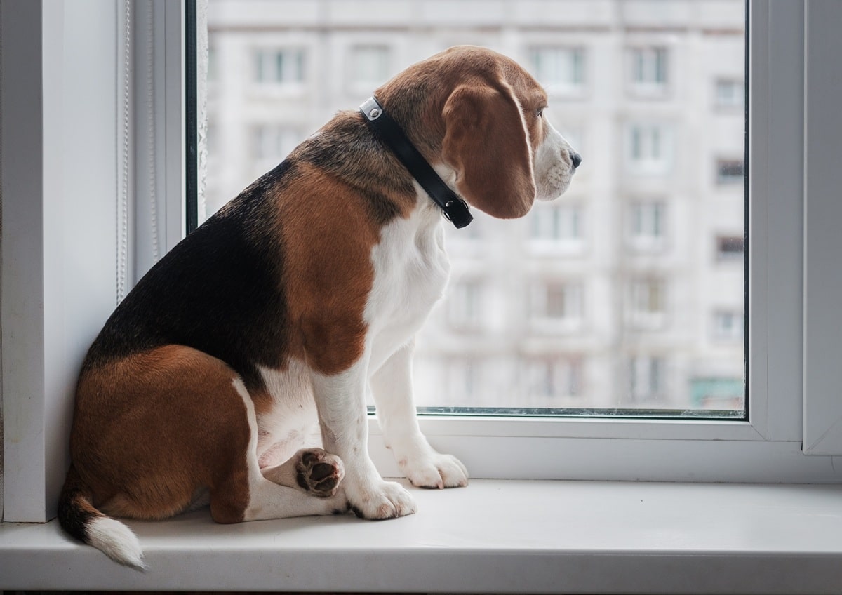 primeros días de un perro en casa